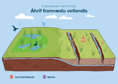 Landgræðslan – Endurheimt votlendis